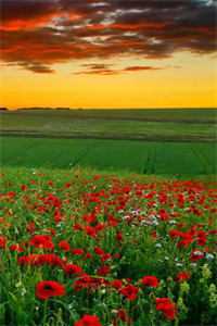 穿成npc后我干掉了情缘免费