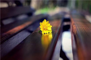 秦羽何倩倩免费最新章节更新时间