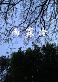 雨霖咛