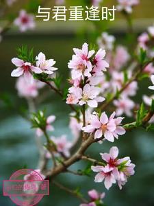与君重逢时预告片