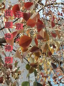 东京喰种神父是谁